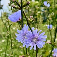 Attēlu rezultāti vaicājumam “Cichorium intybus flower”
