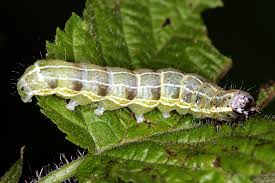 Attēlu rezultāti vaicājumam “Cosmia trapezina”