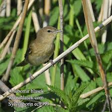 Attēlu rezultāti vaicājumam “Sylvia borin eggs”