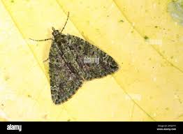 Attēlu rezultāti vaicājumam “Chloroclysta siterata”