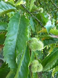 Attēlu rezultāti vaicājumam “Castanea sativa  leaf”