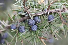 Attēlu rezultāti vaicājumam “Juniperus communis”