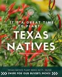 Image result for Gaillardia amblyodon