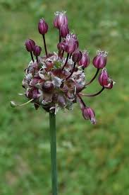 Attēlu rezultāti vaicājumam “Allium scorodoprasum”