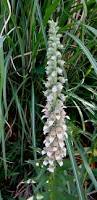 Image result for Digitalis lanata