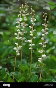 Attēlu rezultāti vaicājumam “Pyrola rotundifolia flower”