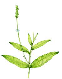 Attēlu rezultāti vaicājumam “Potamogeton praelongus leaf”