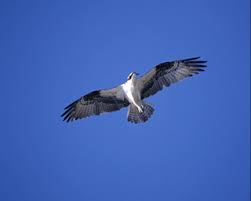 Image result for Pandion haliaetus