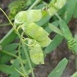 Attēlu rezultāti vaicājumam “Vicia hirsuta fruit”