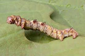 Attēlu rezultāti vaicājumam “Phigalia pilosaria”