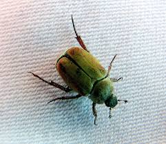 Attēlu rezultāti vaicājumam “Hoplia graminicola”