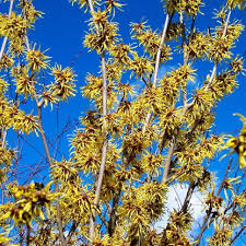Attēlu rezultāti vaicājumam “Hamamelis mollis”