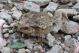 Attēlu rezultāti vaicājumam “Bufo bufo”