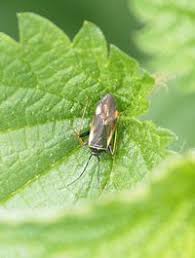 Attēlu rezultāti vaicājumam “Adelphocoris seticornis”