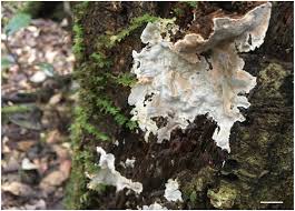 Attēlu rezultāti vaicājumam “Skeletocutis odora”