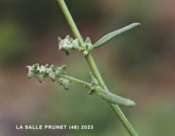 Attēlu rezultāti vaicājumam “Atriplex patula fruit”