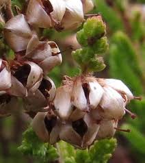 Attēlu rezultāti vaicājumam “Calluna vulgaris fruit”