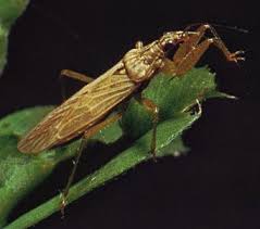 Attēlu rezultāti vaicājumam “Nabidae”