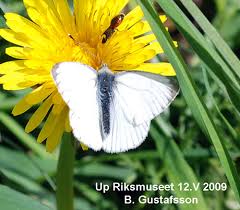 Attēlu rezultāti vaicājumam “Pieris napi male”