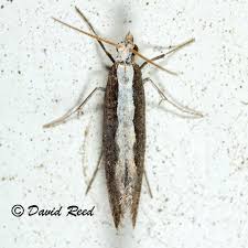 Attēlu rezultāti vaicājumam “Plutella xylostella”