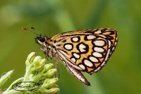 Attēlu rezultāti vaicājumam “Heteropterus morpheus upperside”