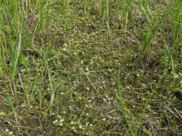 Attēlu rezultāti vaicājumam “Batrachium circinatum”