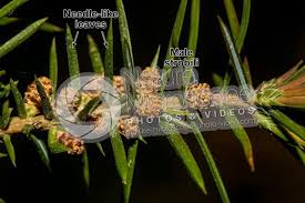 Attēlu rezultāti vaicājumam “Juniperus communis male flower”