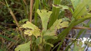 Attēlu rezultāti vaicājumam “Ranunculus sceleratus leaf”