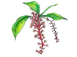 Attēlu rezultāti vaicājumam “Juglans mandshurica female flower”