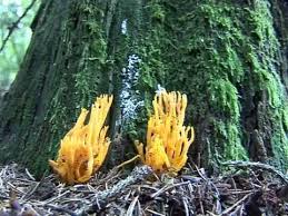 Attēlu rezultāti vaicājumam “Calocera glossoides”