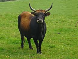 Attēlu rezultāti vaicājumam “Bos primigenius taurus”