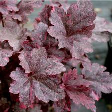 Image result for Heuchera `Midnight Rose`