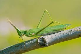 Attēlu rezultāti vaicājumam “Nepa cinerea imago”