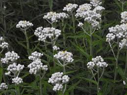 Attēlu rezultāti vaicājumam “Anaphalis margaritacea leaf”