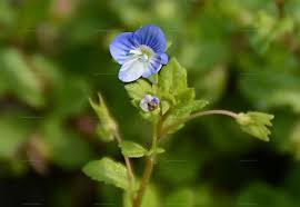 Attēlu rezultāti vaicājumam “Veronica agrestis”