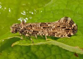 Attēlu rezultāti vaicājumam “Morophaga choragella”