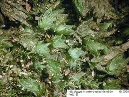 Attēlu rezultāti vaicājumam “Fissidens arnoldii”