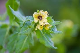 Image result for bilsenkraut