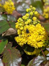 Attēlu rezultāti vaicājumam “Mahonia aquifolium”