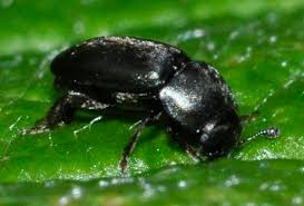 Attēlu rezultāti vaicājumam “Meligethes sp.”