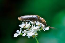 Attēlu rezultāti vaicājumam “Prosternon tessellatum”