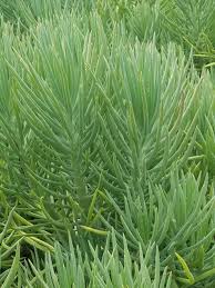 Attēlu rezultāti vaicājumam “Senecio vernalis leaf”