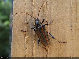 Attēlu rezultāti vaicājumam “Oxymirus cursor”