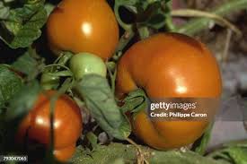 Afbeeldingsresultaat voor purple calabash tomato