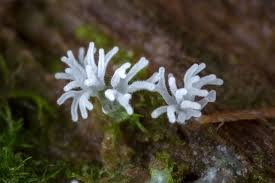 Attēlu rezultāti vaicājumam “Ceratiomyxa fruticulosa sessile”