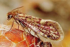 Attēlu rezultāti vaicājumam “Eriocraniidae”