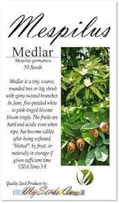 Attēlu rezultāti vaicājumam “Mespilus germanica leaf”