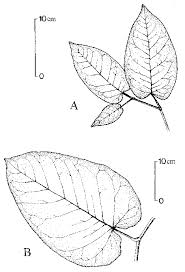 Attēlu rezultāti vaicājumam “Reynoutria sachalinensis”