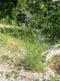 Image result for Consolida regalis