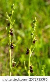 Attēlu rezultāti vaicājumam “Ophrys insectifera leaf”